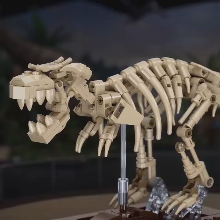 Fossil dinosaur collection